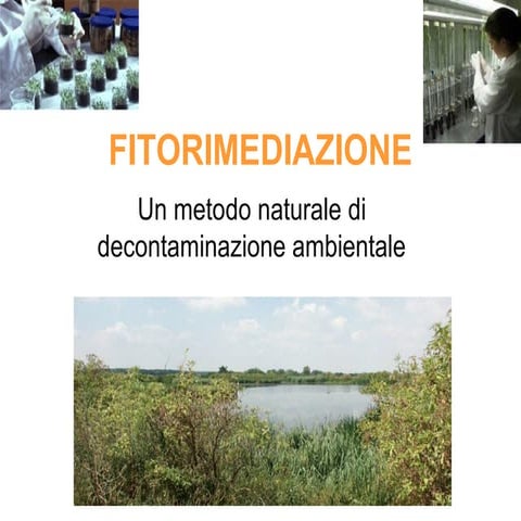 Fitoremediazione