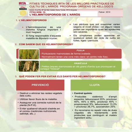 SESSIONS FORMATIVES IRTA DE LES MILLORS PRÀCTIQUES DE CULTIU DE L’ARRÒS. PROGRAMA ORÍGENS DE KELLOGG’S.Fitxa tècnica 10. helmintosporiosi