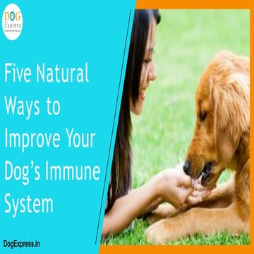 Five natural ways to improve your dog’s immune system
