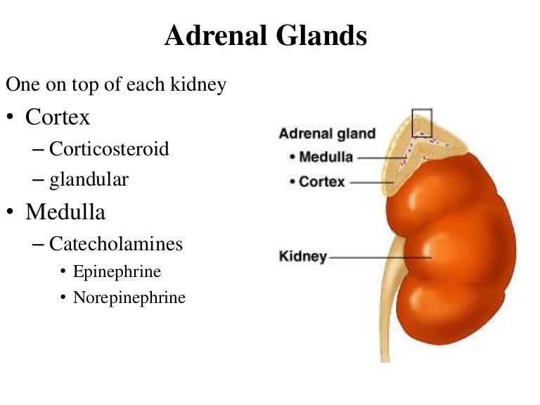 Adrenal Gland