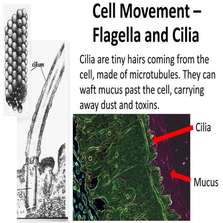 Flagella