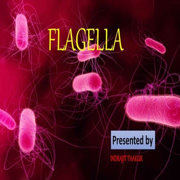 Flagella 