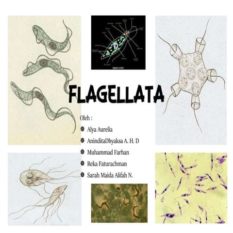 Flagellata