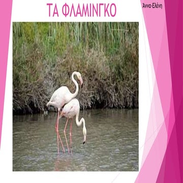 Τα φλαμίγκο