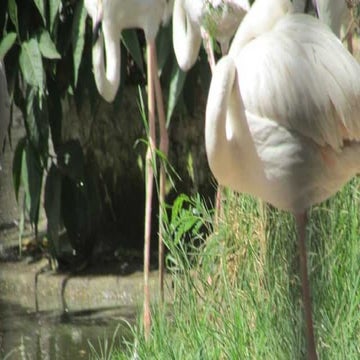 The Flamingo bird in Egypt
