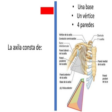 anatomía de Axila | PPTX
