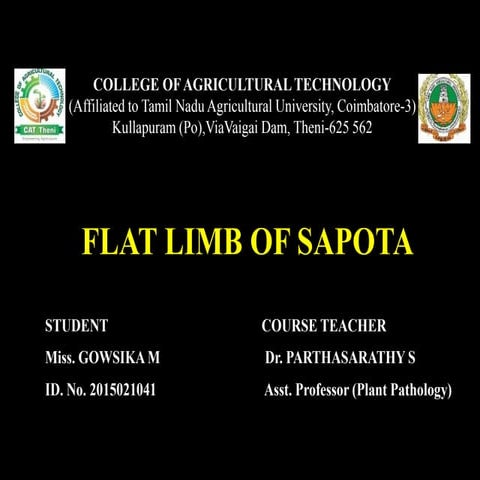 Flat limb of sapota