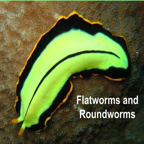 Flatworms and Roundworms and Rotifers 2018.pdf