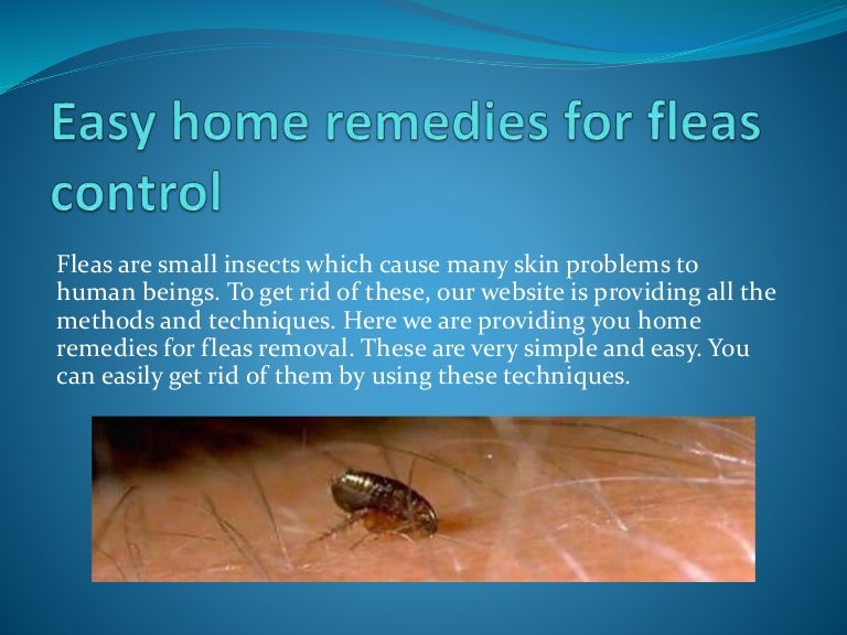 Easy home remedies for fleas control