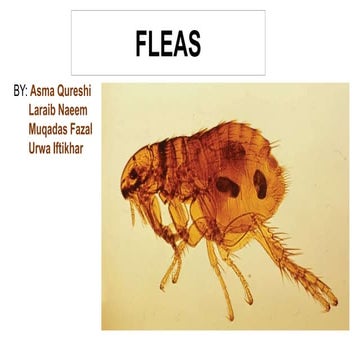 Fleas.pptx
