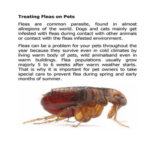Fleas in Pets | PDF