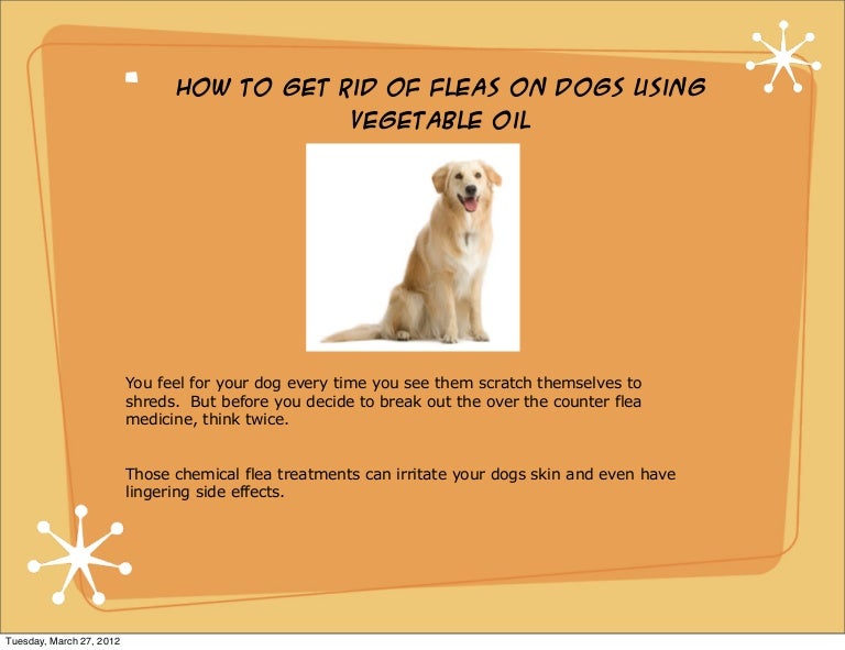 can dogs have vegetable oil