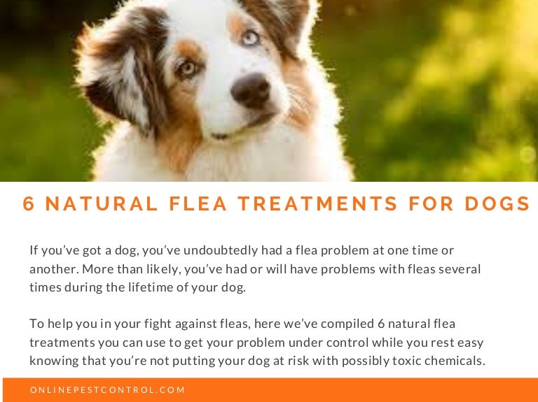 natural flea treatment for dogs australia
