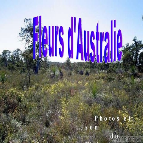 Fleurs d australie