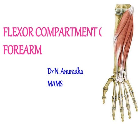 FLEXOR COMPARTMENT  of  forearm (1).pptx