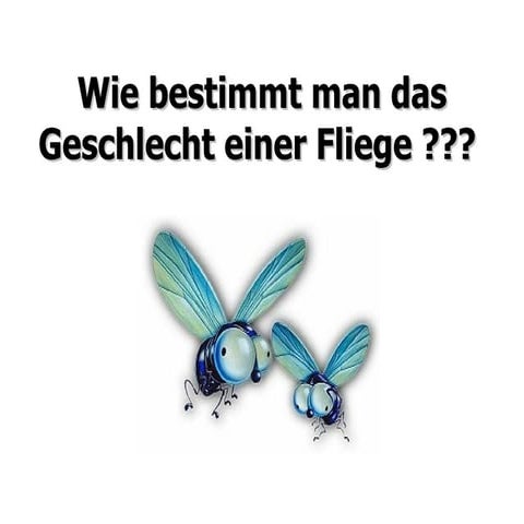 Fliegen