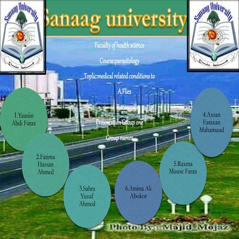 Flies and mosquito related medical conditions and vector control ppt