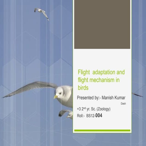 Flight adaptation and Mechanism Of Flight in Birds.