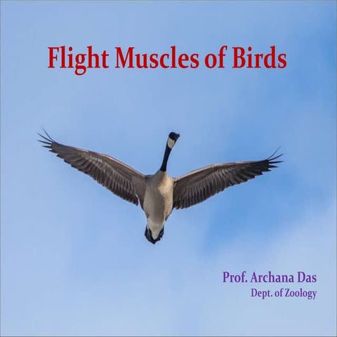Flight Muscles of Birds