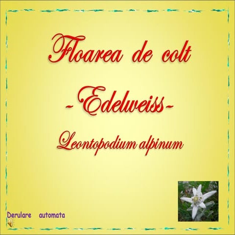 floarea-de-colt-edelweiss-ppt