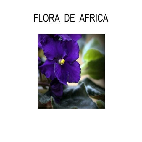 Flora