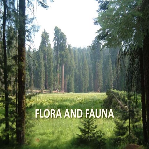 Flora and fauna