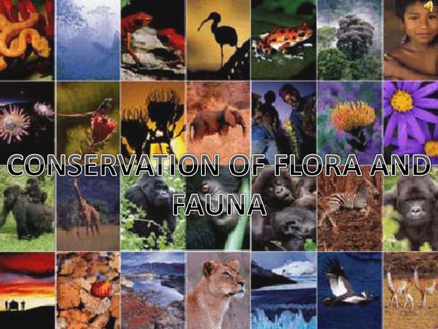 Flora and fauna | PPT