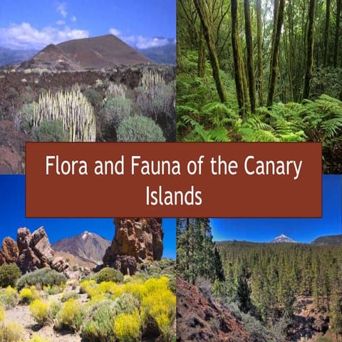 Flora and Fauna of the Canary Islands
