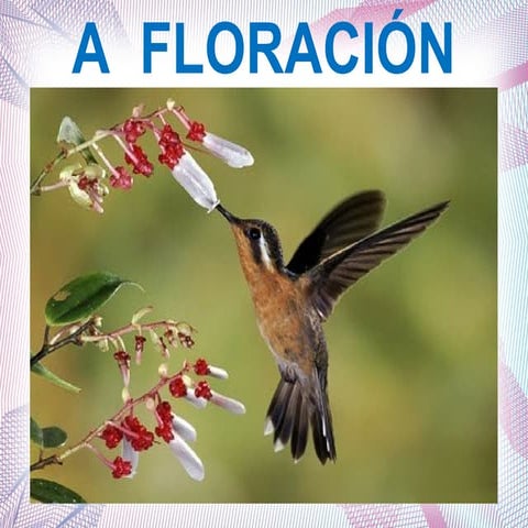 Floración
