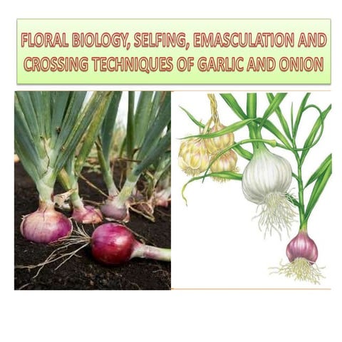 Floral biology of garlic and onion