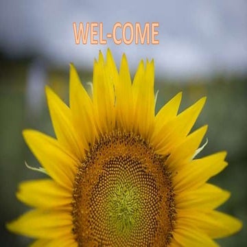 Floral biology of sunflower