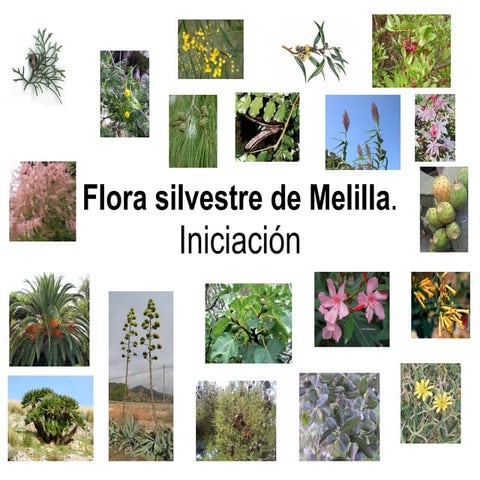 Flora silvestre de melilla grupo de trabajo