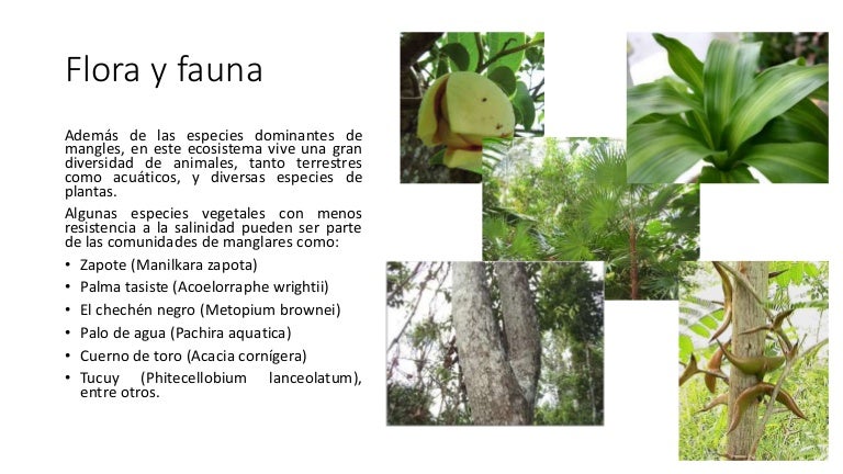 Que Es La Flora Y La Fauna