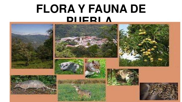 Flora y fauna de puebla