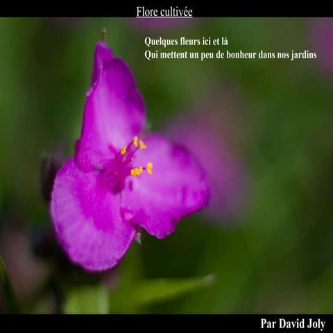 Flore de nos jardins