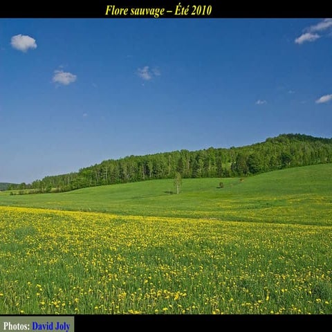 Flore Sauvage 2010