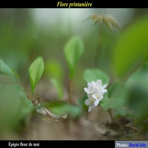 Flore Printaniere - Juin 2009