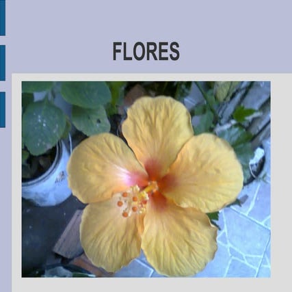 Flores  bigleo