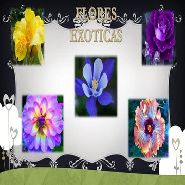 Flores exoticas