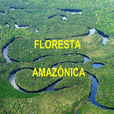 Floresta amazônica