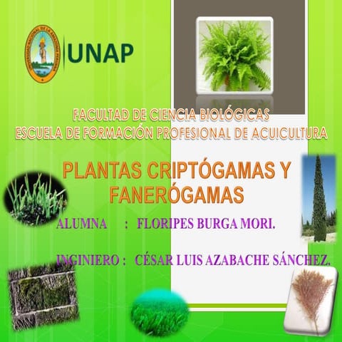 Floripes trabajo de critogamas y fanerogamas | PPTX