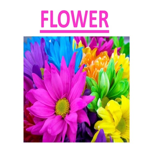 Morphology of flower | PPTX