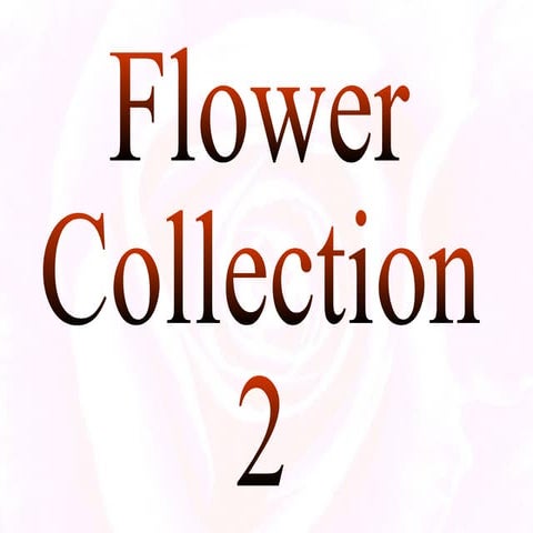 Flower Collection 2