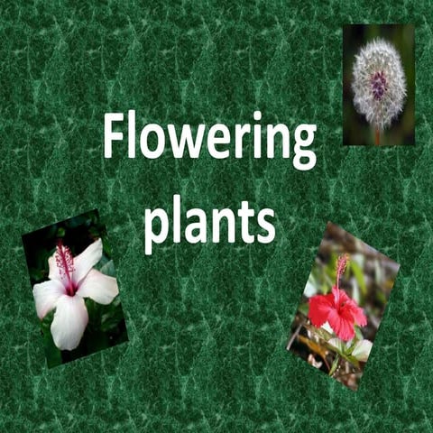 Flowering plants   wiki