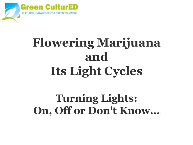 Flowering Marijuana And Light Cycles
