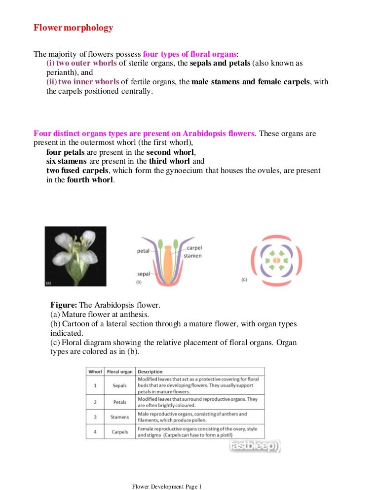 Flower Morphology And Molecular Mechanism Of Flower Development