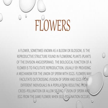 Lily flower | PPTX
