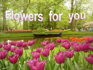 Flowers for you