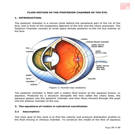 Fluid motion in the posterior chamber of the eye
