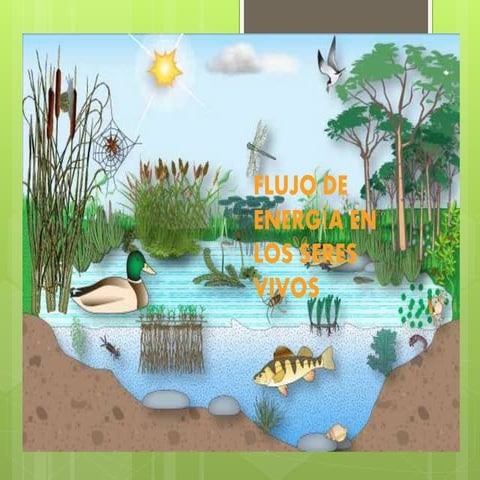 Flujo de energía en los seres vivos